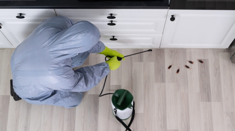 كيفية التخلص من الحشرات المزعجة في خزائن المطبخ