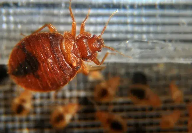 كيفية التخلص من بق الفراش في المنزلِ