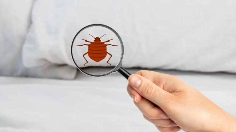 المصرية سيرفيس لمكافحة الافاتن والقوارض