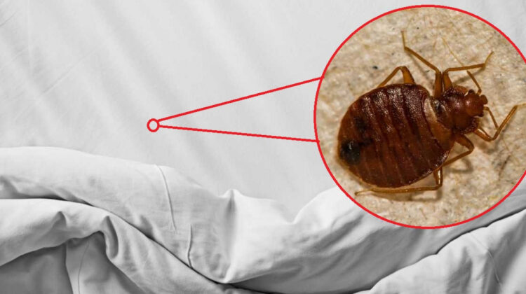 بق الفراش